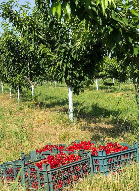 Zahrada ubytování Finca Idoize Camping Hotel