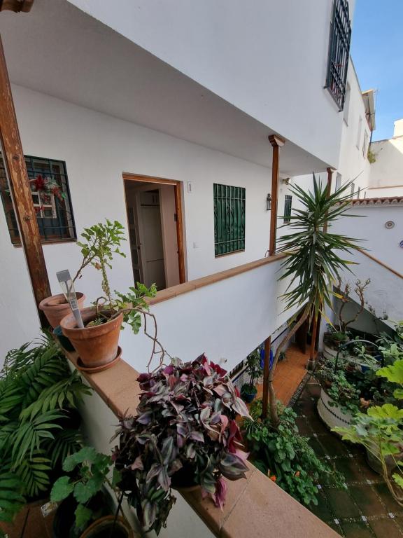 Vonkajšia záhrada v ubytovaní Apartamentos en Patio Cordobés San Basilio