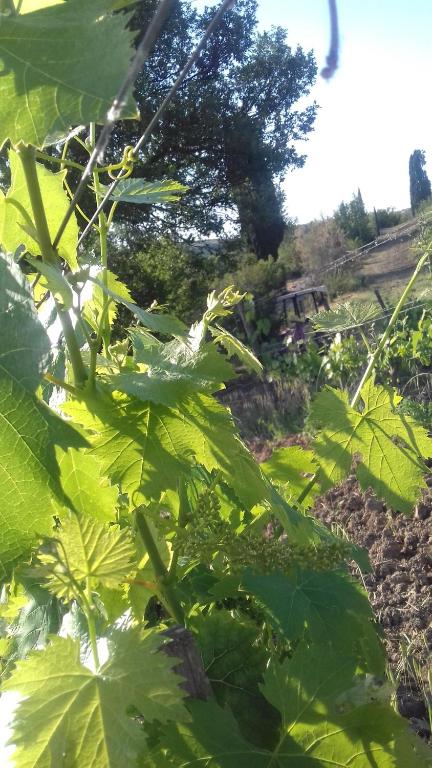 Vonkajšia záhrada v ubytovaní Cordella in Montalcino Wine Resort