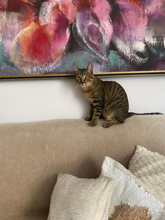a cat sitting on the back of a couch at Bilingual Home in Belo Horizonte