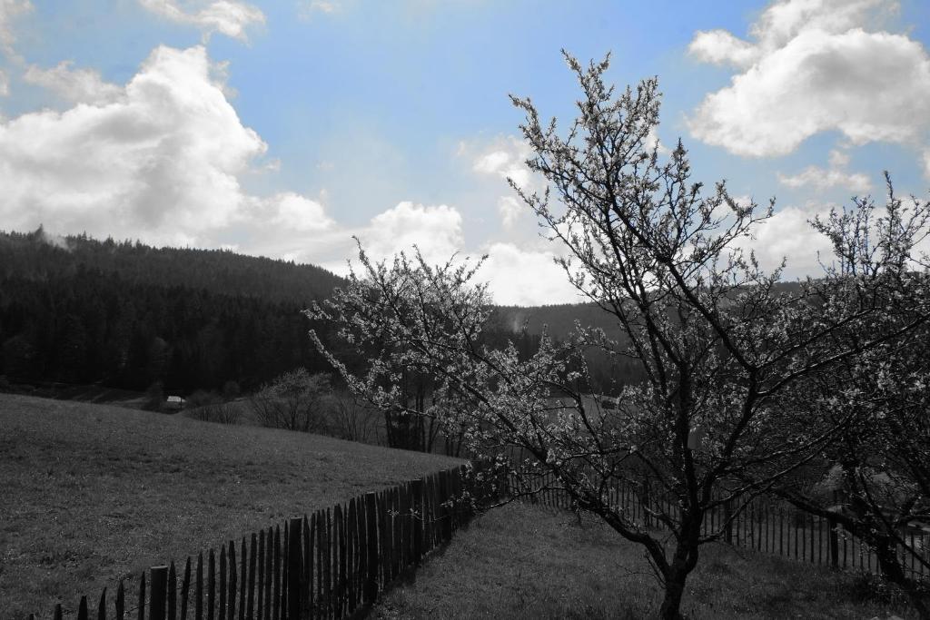 Příroda nedaleko apartmánu