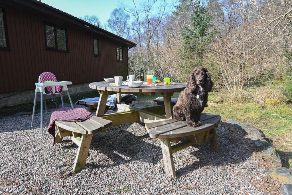 Domácí mazlíčci ubytovaní s hosty v ubytování Birchbrae Highland Lodges
