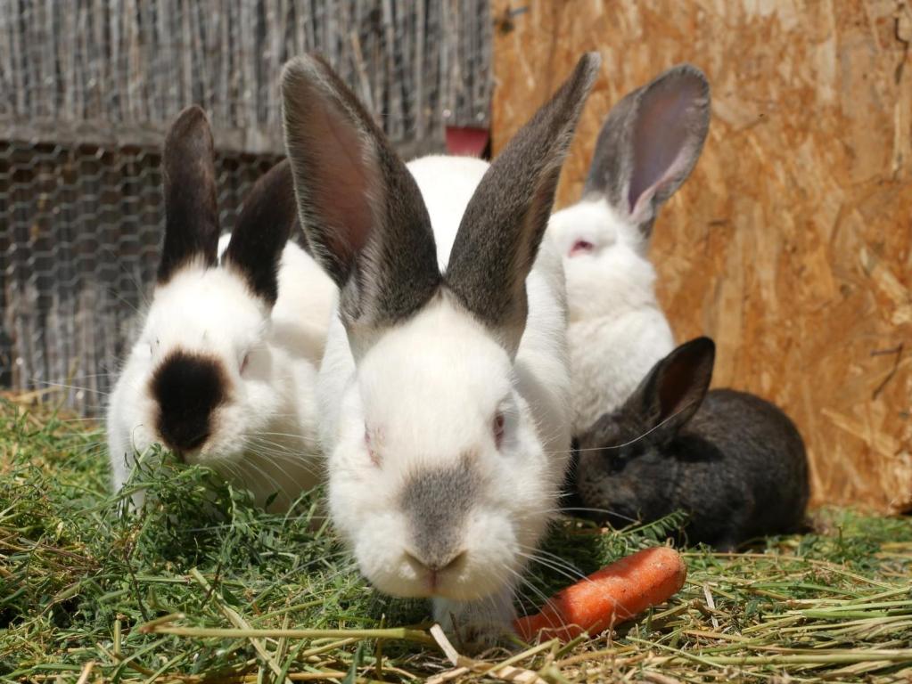Altri animali domestici presso l'affittacamere o nei dintorni