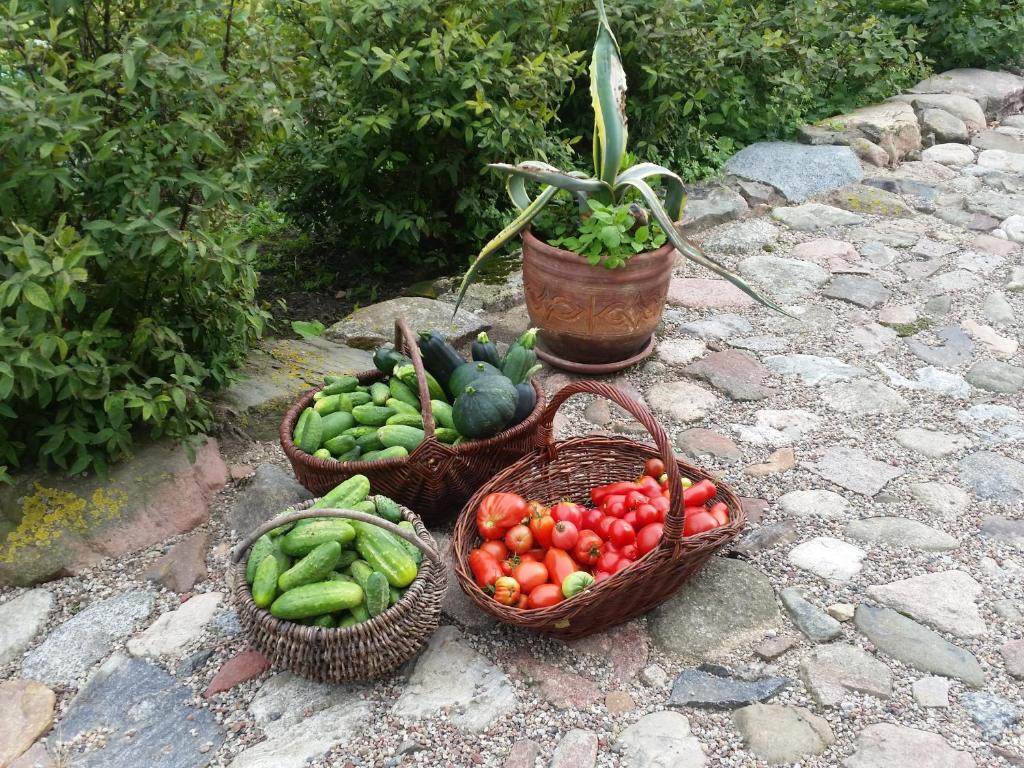 Vonkajšia záhrada v ubytovaní Agroturystyka „Między Polami”