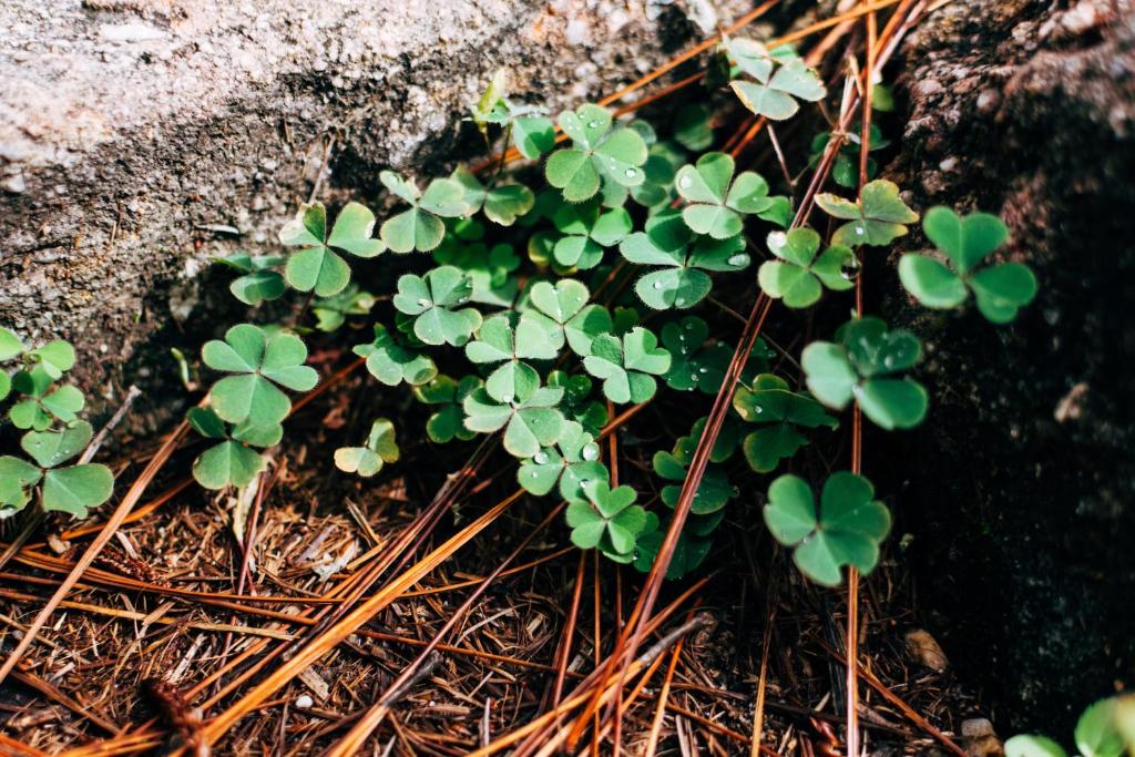 a group of green plants sitting on the ground at Holiday Inn Express Surprise by IHG in Surprise