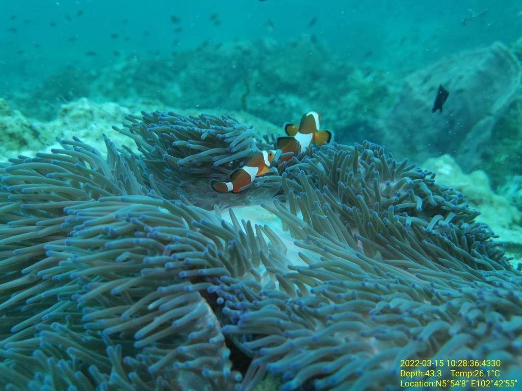 Photo from Perhentian Chomel Chalet in Perhentian Island, Terengganu, Malaysia