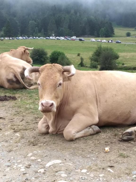 Zvířata v prázdninového domu nebo okolí