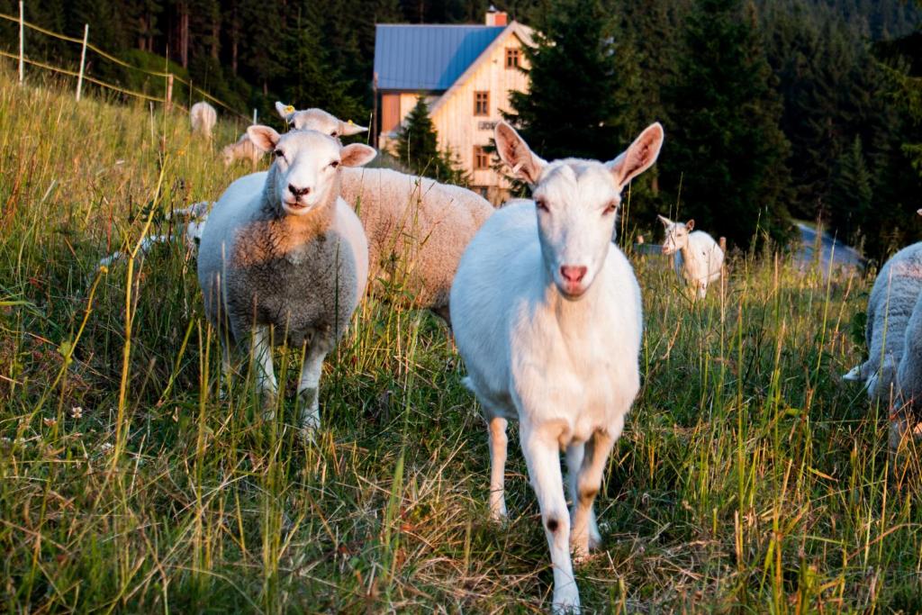 Erlebachova Bouda, hotel - Resort Svatý František - Resim 30