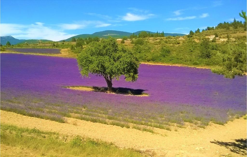 a tree in the middle of a field of purple flowers at Gorgeous Home In Lioux With Wifi in Lioux