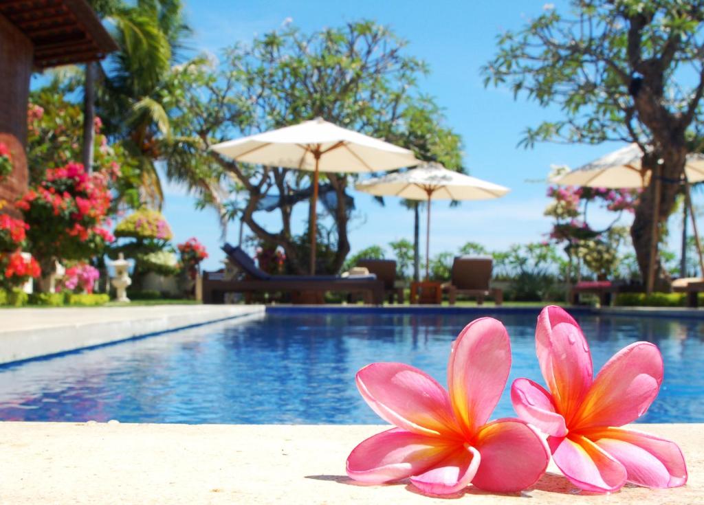 duas flores cor-de-rosa sentadas na areia perto de uma piscina em Frangipani Beach Hotel em Lovina
