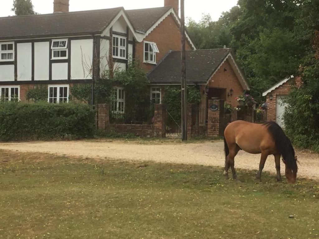a horse grazing in the grass in front of a house at Longwood Forest Apartment in Bartley
