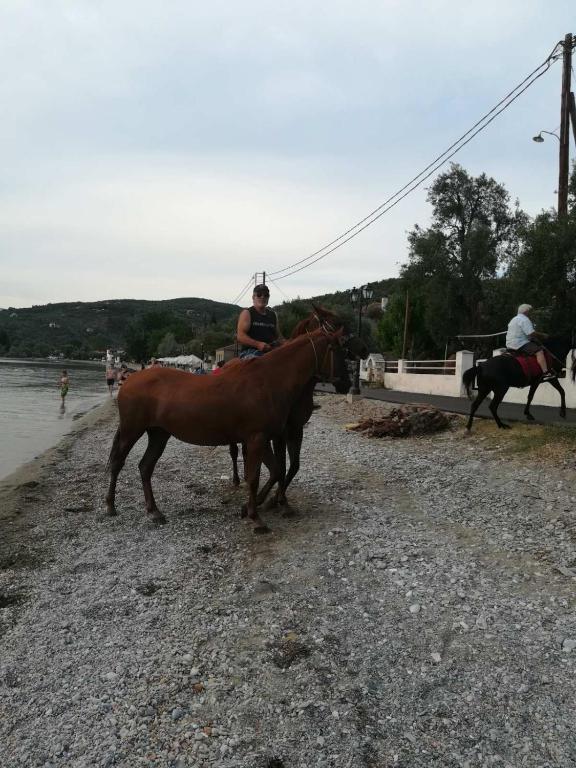 Zvířata v prázdninového domu nebo okolí
