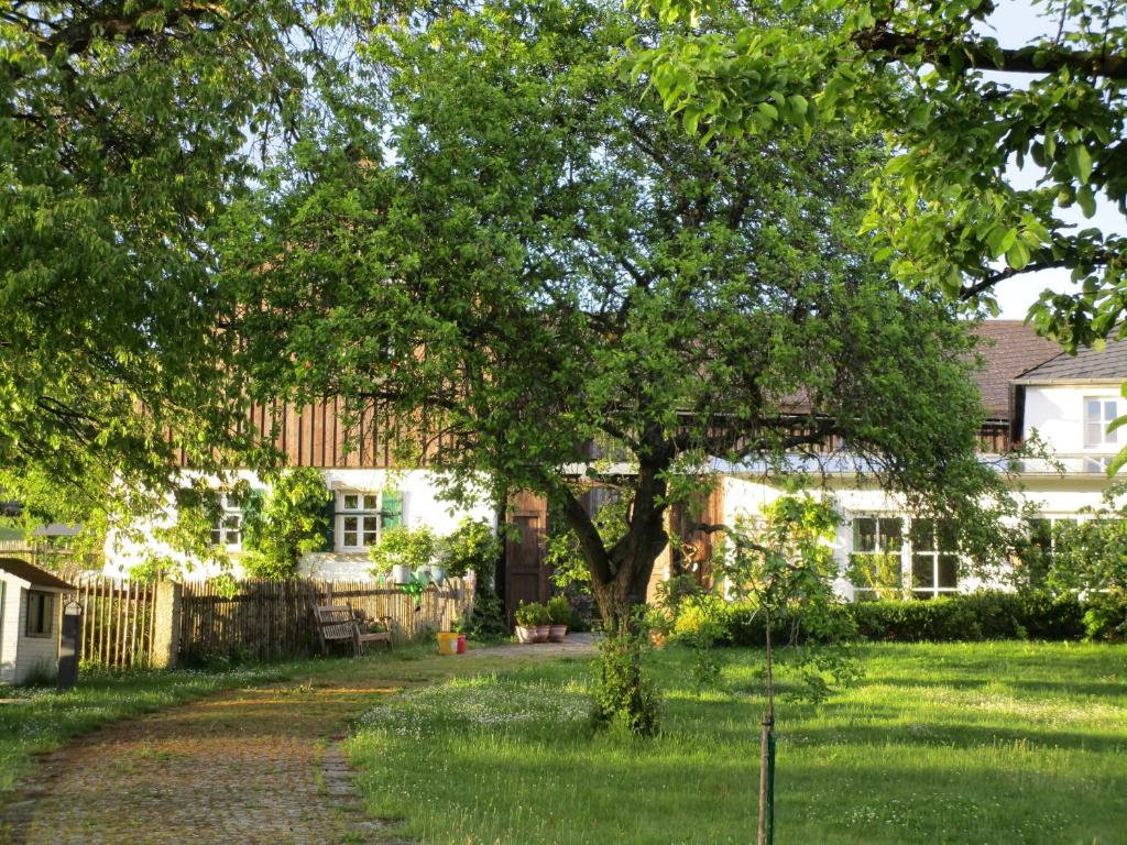 a tree in the yard of a house at Austragshaus Almbranz in Helmbrechts