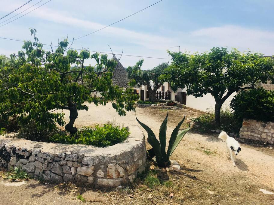 um gato a andar num quintal com árvores e casas em Trullo House em Locorotondo