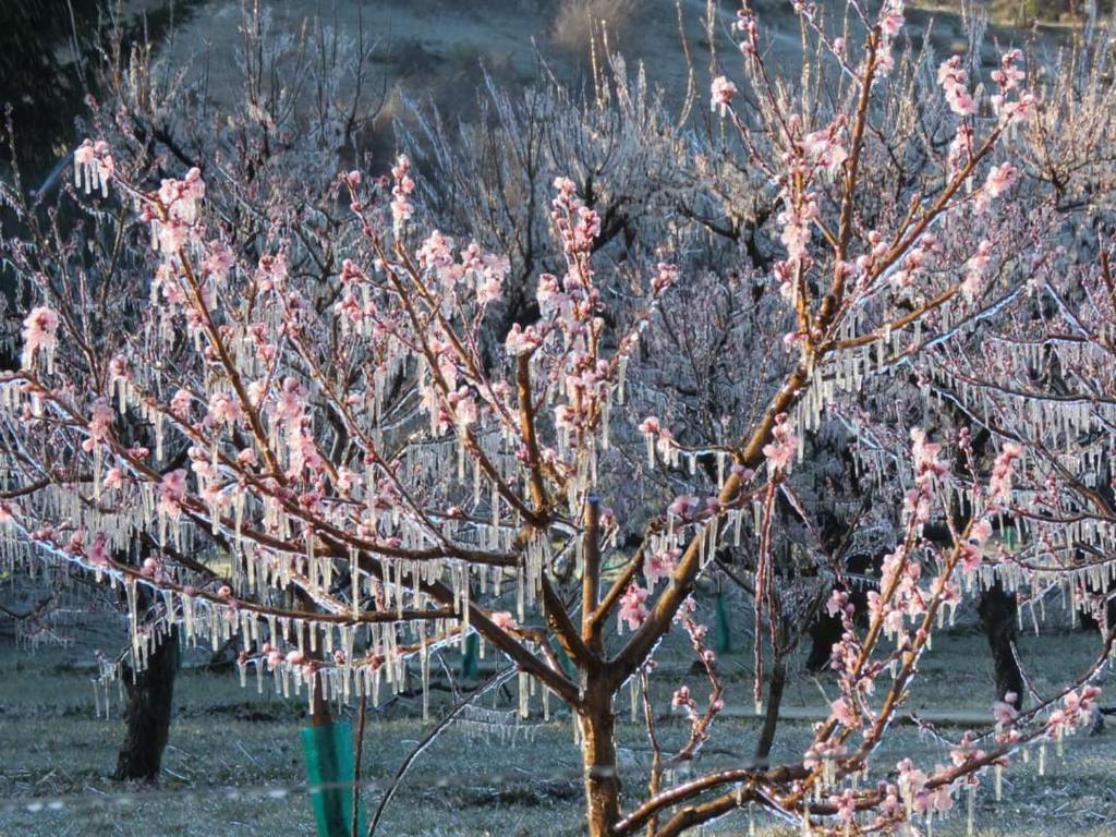 a tree with pink flowers on it in a field at Goldfields hotel in Roxburgh