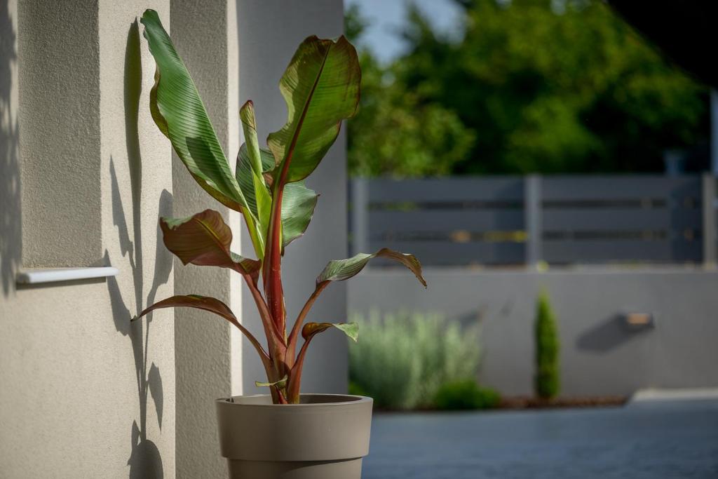 Ogród w obiekcie Casa Rafaela 202