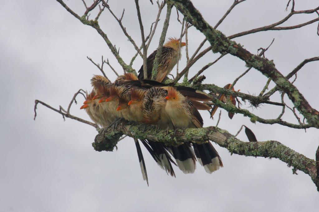  Pousada Coração Verde