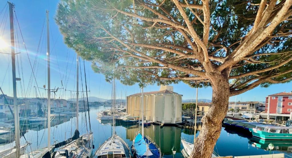 a group of boats docked in a marina with a tree at L'OCTOGONE in Grimaud
