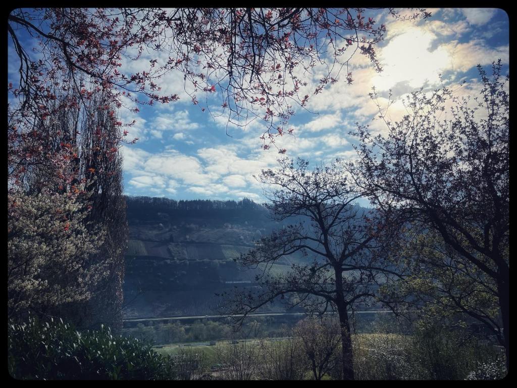 a view of a valley from between two trees at Gemütliches Apartment mit Moselblick in Reil