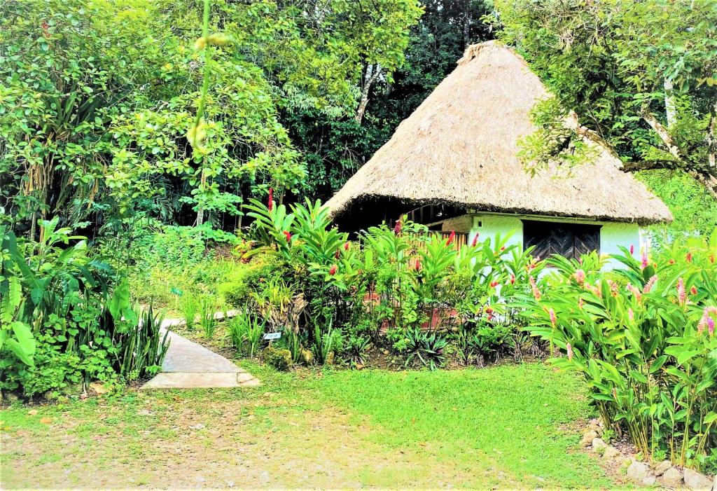 a hut with a thatched roof in a forest at Maya Mountain Lodge in San Ignacio