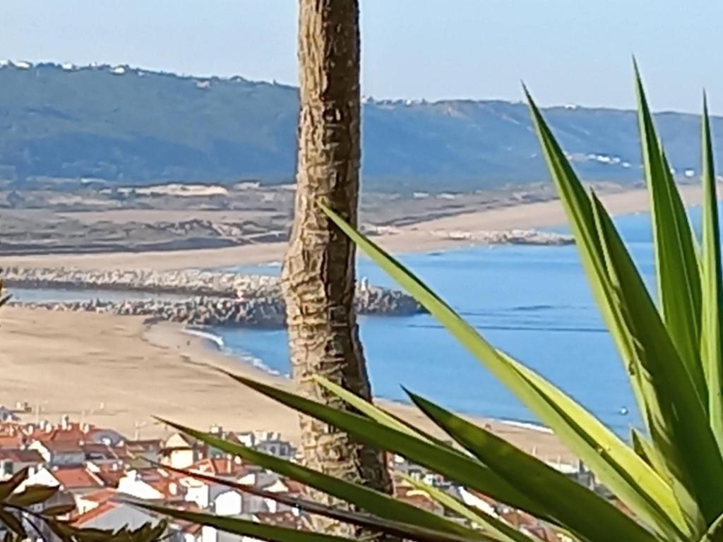 - une vue sur la plage et un palmier dans l'établissement Apartamentos Bela Vista, à Nazaré