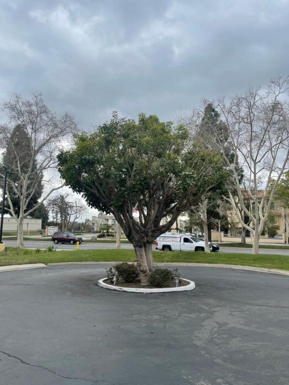 een boom in het midden van een straat bij Chino Motel in Chino