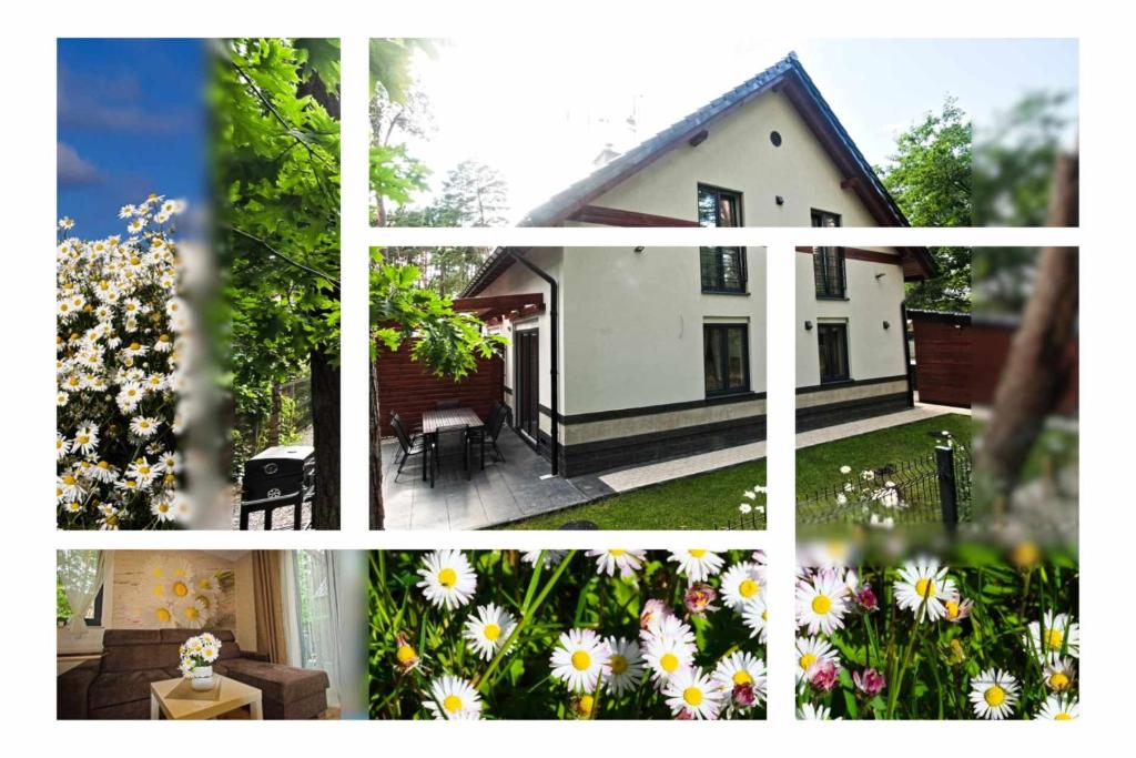 Gallery image of Daisy - Sunny Flowers Apartments in Łukęcin