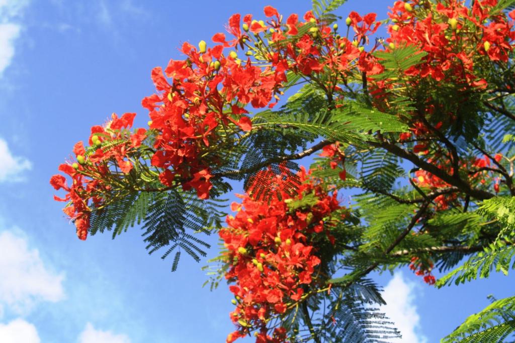 Giardino di Diani Marine Divers Village