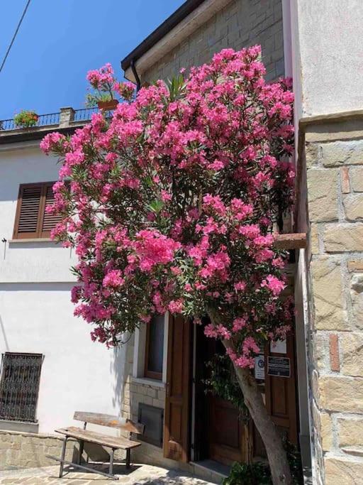 Zahrada ubytování Casa Oleandro