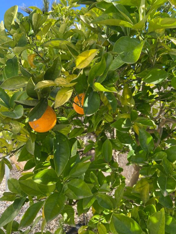 Zahrada ubytování Jávea Villa entière piscine et cuisine d'été à pinosol