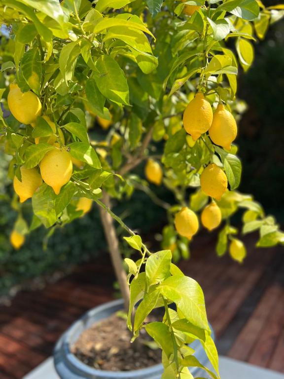 a lemon tree with lots of yellow fruits on it at Résidence Les Sources in Saint-Rémy-de-Provence
