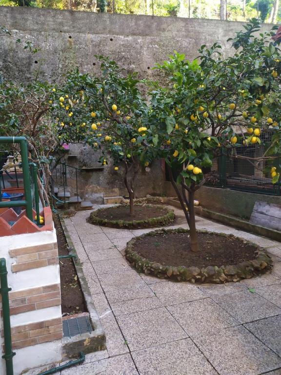 two trees with oranges on them in a garden at oparavisegenova in Genoa