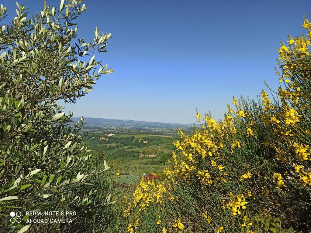 una vista de un campo de flores amarillas en Poggio dei Carli, en Marcialla