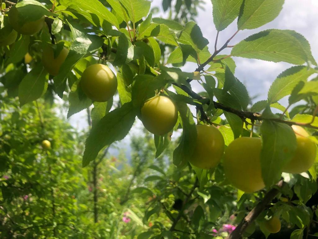 a bunch of green apples hanging from a tree at Ferienwohnung miraBelle in Erbach im Odenwald