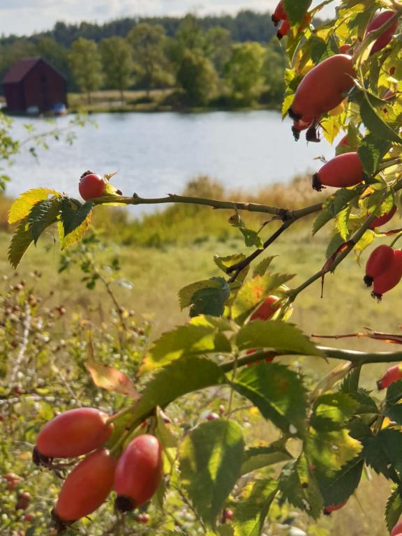 a branch of an apple tree with a lake in the background at Blankaholm 1:25 in Blankaholm