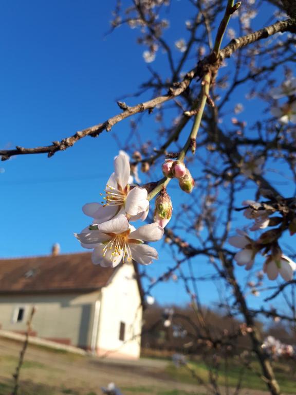 un árbol con flores blancas delante de una casa en Kéknefelejcs Vendégház, en Tapolca