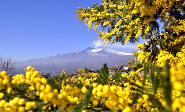 una montaña cubierta de nieve a lo lejos con flores amarillas en Don Ciccio's House, en Fiumefreddo di Sicilia