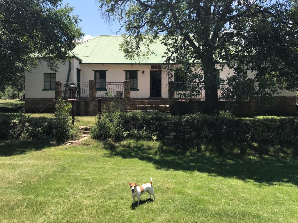 a dog standing in a yard in front of a house at Den Hagen Guest Farm in Rhodes