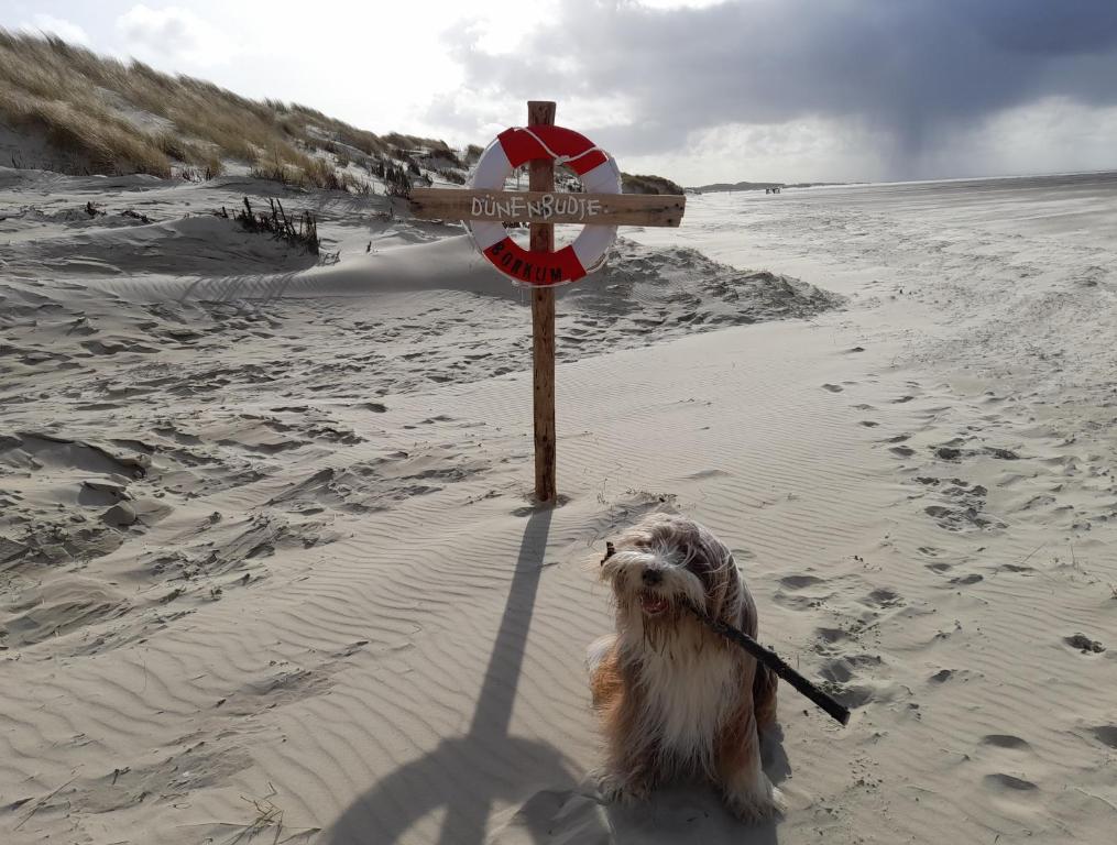 a dog on the beach with a stick in its mouth at Fischerbalje in Borkum