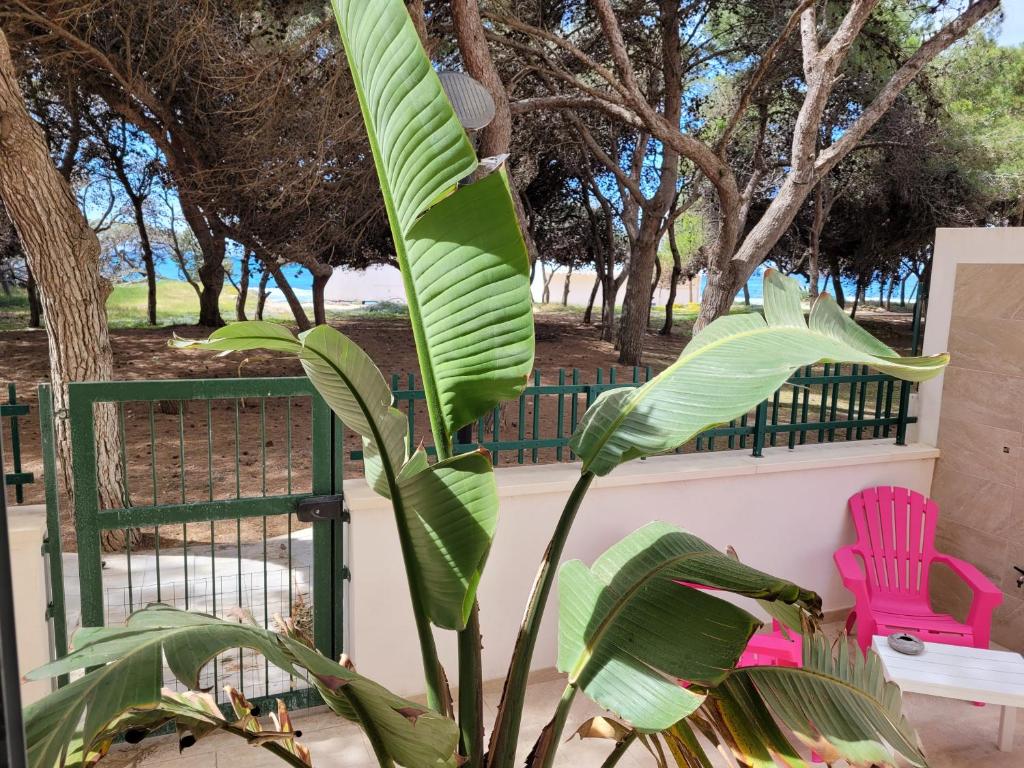 una grande pianta di banane verde accanto a due sedie rosa di FRONTE PINETA MARE RIVABELLA a Rivabella