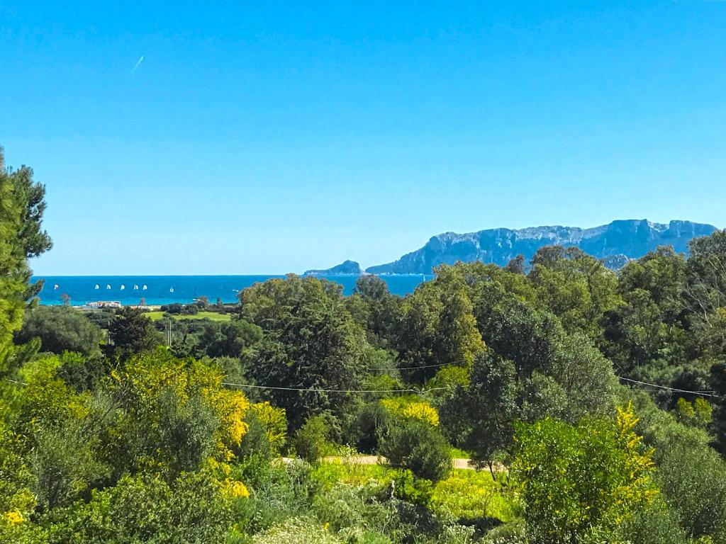 a view of the ocean from a hill with trees at Sole Matto Rooms in Olbia
