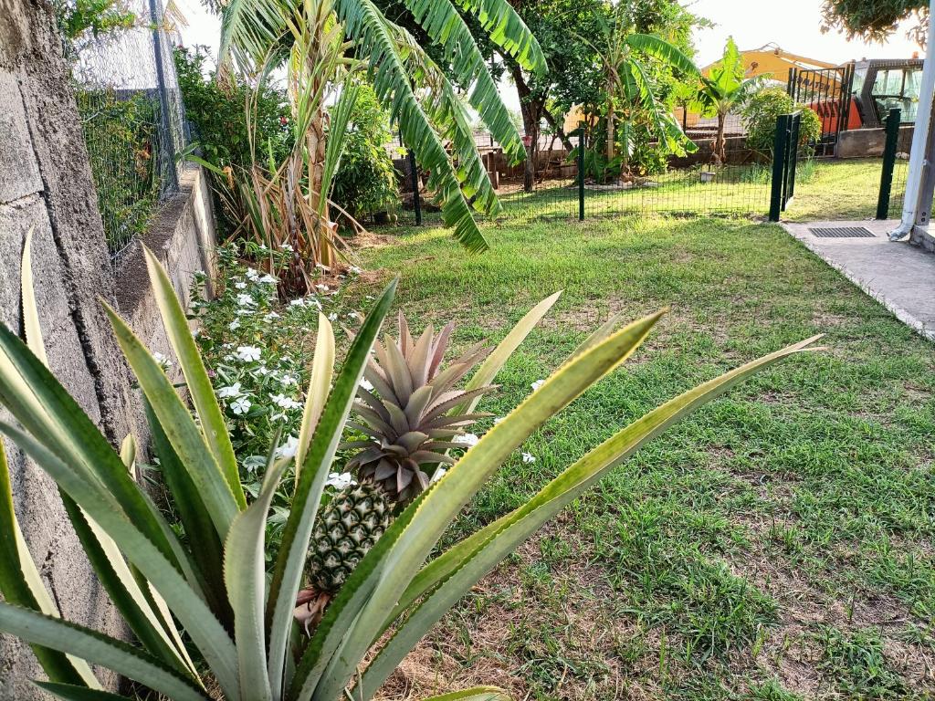 una planta de piña en un patio junto a una valla en Studio Climatisé Côte-sous-le-vent, en Baillif