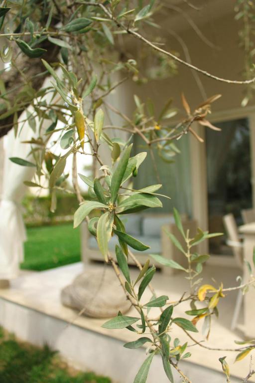 Zahrada ubytování Olive Dream Thassos Luxury Villas