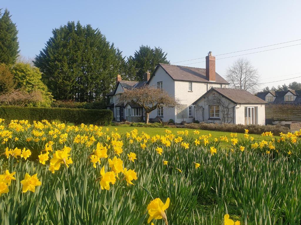 ein Feld von Narzissen vor einem Haus in der Unterkunft Lower House B&B Adforton in Leintwardine