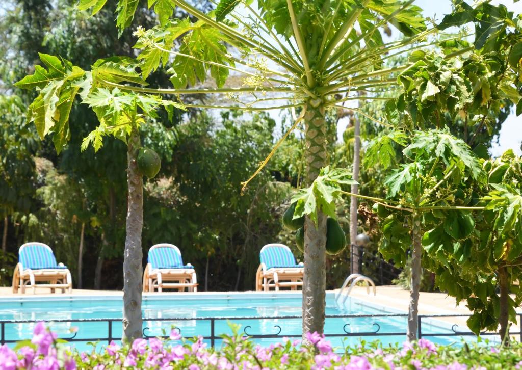 a pool with two chairs and palm trees at ACK Resort Salama in Salama