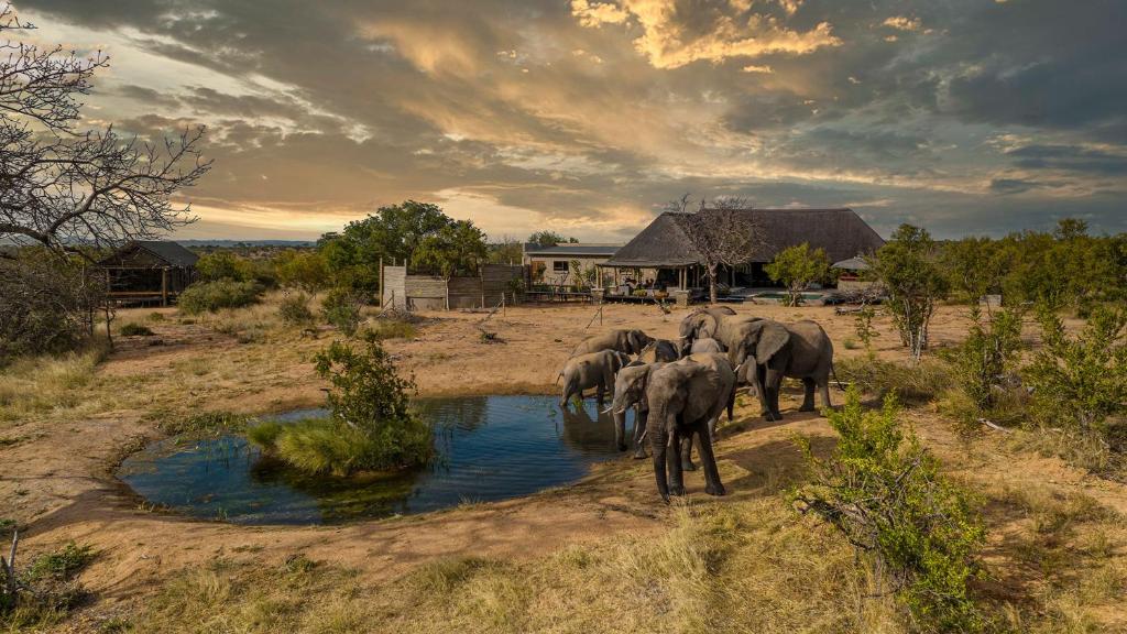 un troupeau d'éléphants debout autour d'un trou d'eau dans l'établissement Imagine Africa Luxury Tented Camp, à Réserve de Balule