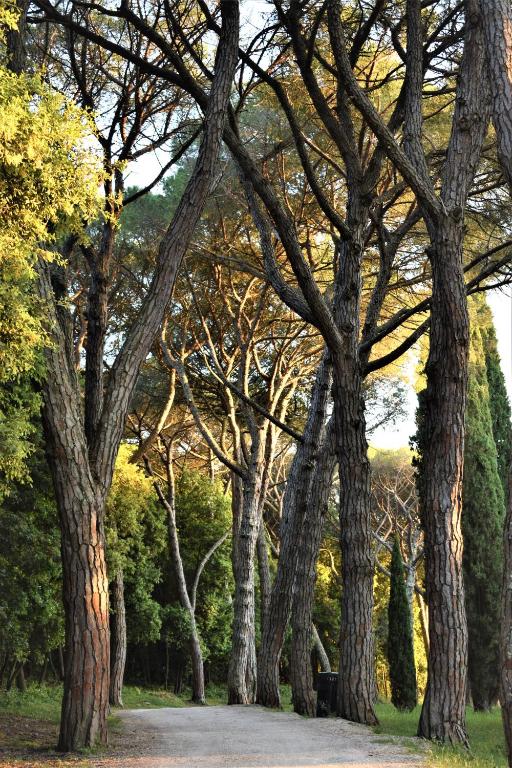 Apartments & Rooms Ivana - 10