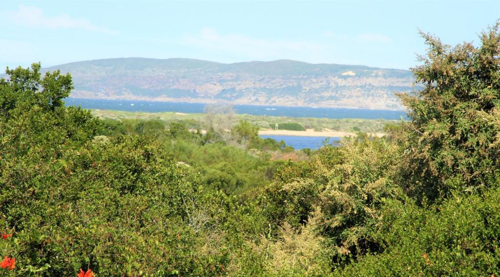 una vista de un cuerpo de agua desde detrás de los árboles en T1 Goose Valley with Sea View, en Plettenberg Bay