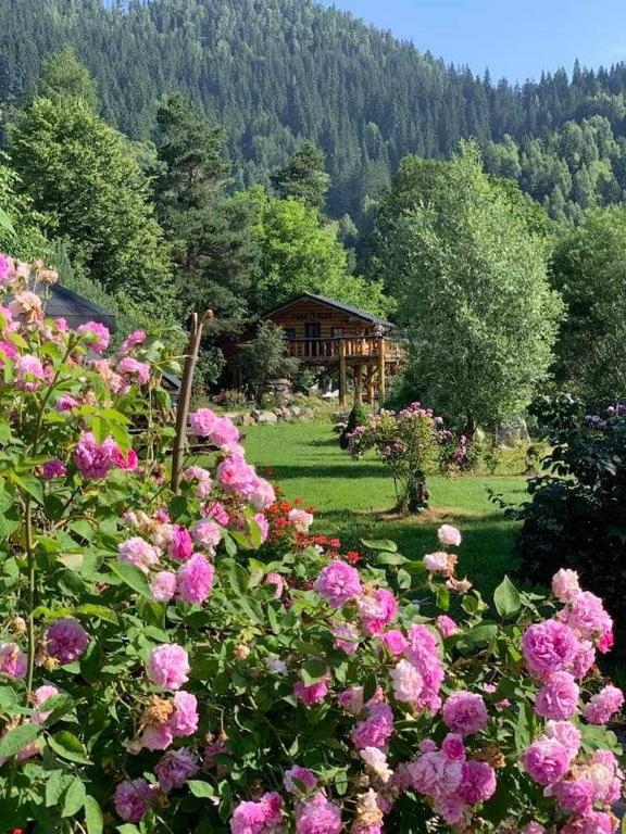 Zahrada ubytování Casa Baciu