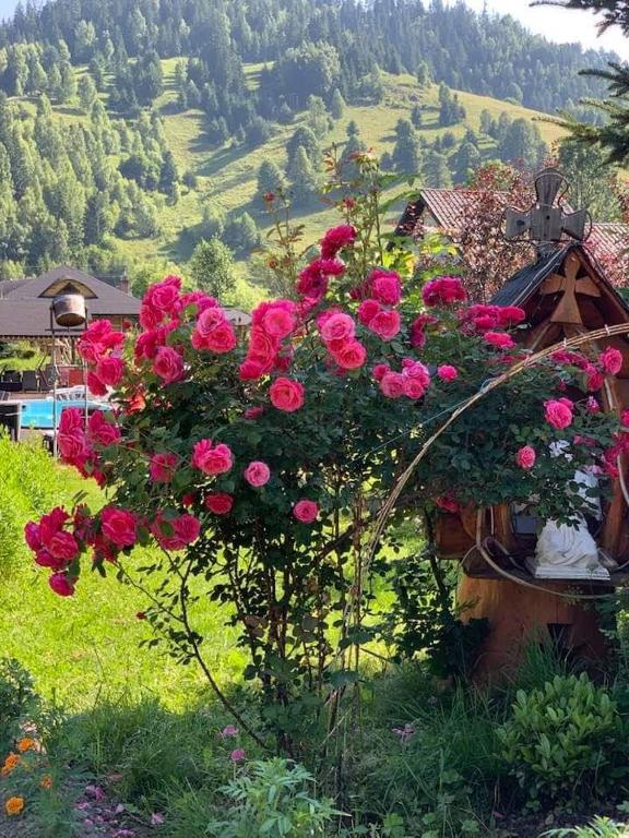 Zahrada ubytování Casa Baciu